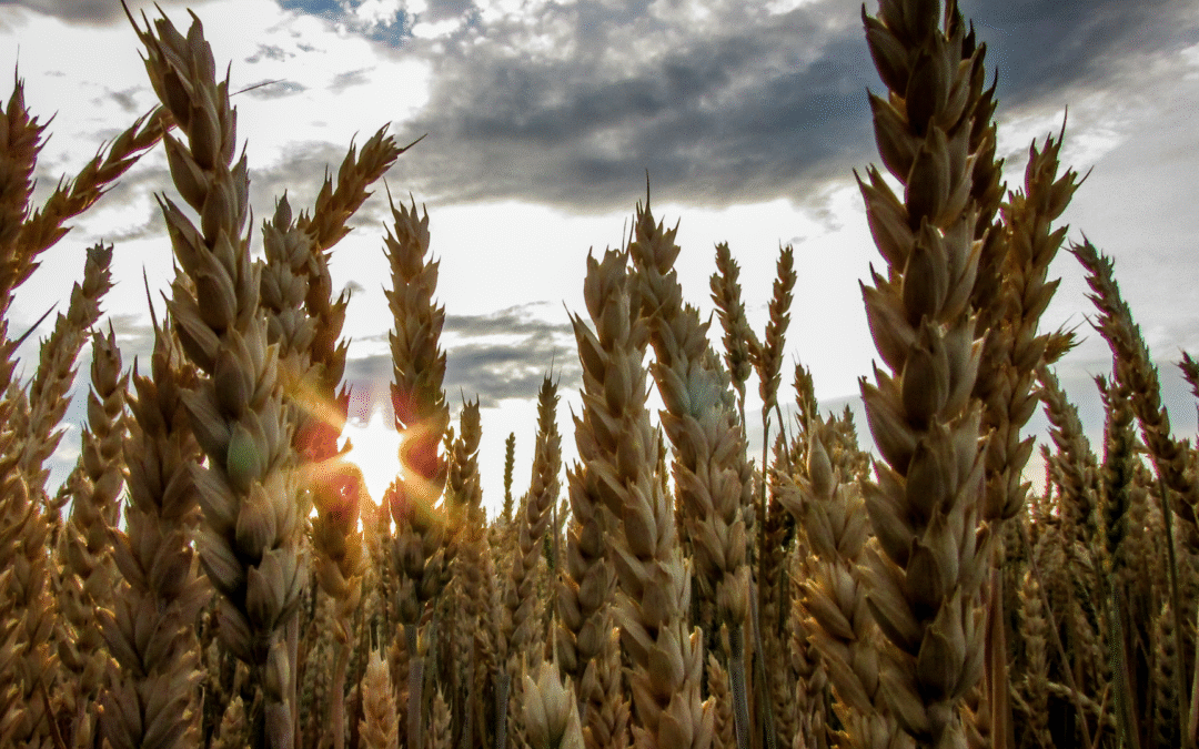 Feeding Demand: Why Agricultural Processing Businesses Are Poised for Strategic Acquisition